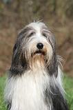 BEARDED COLLIE 421
